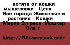 котята от кошки мышеловки › Цена ­ 10 - Все города Животные и растения » Кошки   . Марий Эл респ.,Йошкар-Ола г.